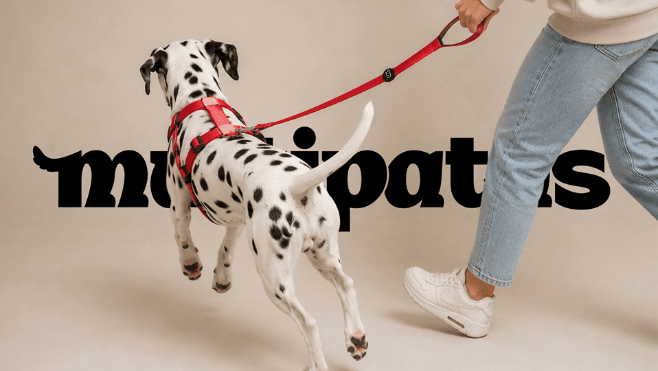 Dálmata em passeio com guia Multipatas